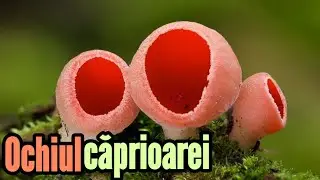 Sarcoscypha Austriaca / Ochiul Căprioarei - ciupercuța zilei