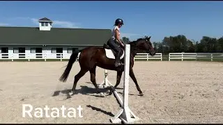 RATATAT (First Ride W/T/C/Poles), Adoptable Thoroughbred Mare, New Vocations