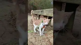 Adventuring With A Blind Cat #shorts