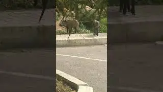 le couchon de rmilat tanger