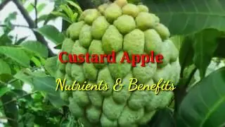 Custard Apple -Nutrition & Benefits