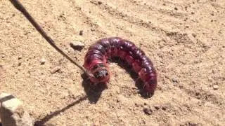 Goat Moth Caterpillar (Древоточец)