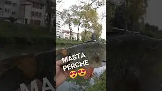MASTA Perche Canal du Midi #souvenir #fishing #fish #p&ecirc;che #fishinglife #perch #toulouse
