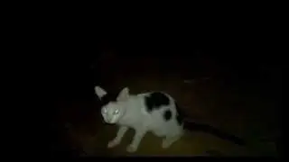Graveyard's scary cat