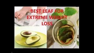 AMAZING WEIGHT LOSS TEA WITH AVOCADO LEAF