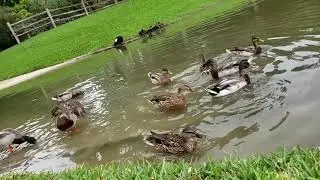 Duck and goose video for cats to enjoy HD .