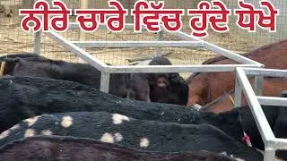 ਬੱਕਰੀਆਂ ਦੇ ਨੀਰੇ ਚਾਰੇ ਦੀ ਅਸਲ ਸੱਚਾਈ @goat farming