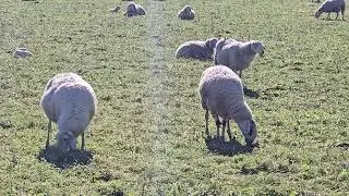 2025-11-04 BREZJE ARTIODACTYLA Ovis aries DOMAČA OVCA