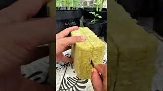 Easy tips for prepare planting with hidroponic system, first we must prepare rockwool ...