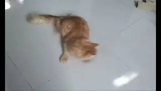 Simba VS his enemy