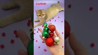 Satisfying Cat ASMR Beads Reverse 🌈😻  #reversevideo #leo #leowow  #cat #catvideos #reverse