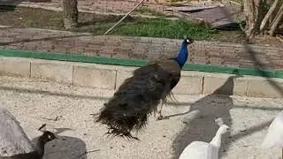 Dev kazlar ve Tavuskuşları yumurtaları i&ccedil;in sipariş alıyoruz