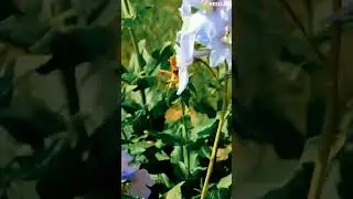 Nature's Beauty in Action: Captivating Time-lapse of Bees Pollinating Flowers.