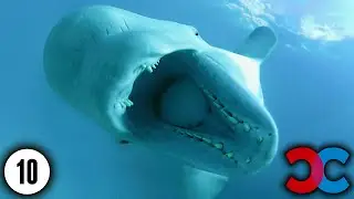 10 Extremely Weird Hybrid Animals