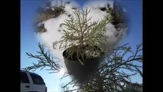 Sequoia Hug Giant Sequoia Tree Jan 2023