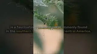 The thorn bug