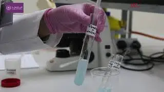 (General Biology Lab - Enzymes  (effect of amylase on starch