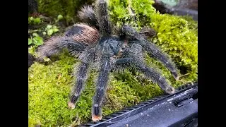 Avic avic, Common Pink Toe egg sack removal and rehouse