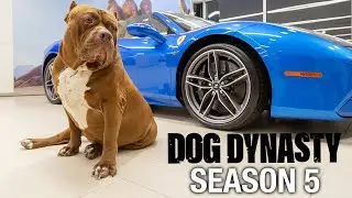 Dog Dynasty: Entire Season 5
