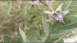 Praying Mantis relaxing in plants 😍😍 #prayingmantis #insects