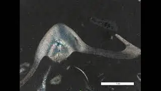 Trilobite in Micrite