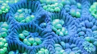 Dub Machine   - Ragragui watermix