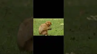 Monkey eating banana।।cute monkey video।।Relaxing animal video।।#shorts #tranding #youtubeshorts