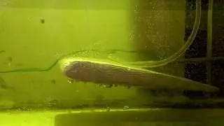 Low Speed Water Tunnel Flow Visualization on Airfoil NACA 2412