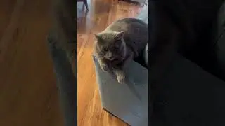 Friday Pop the cat workday pep talk
