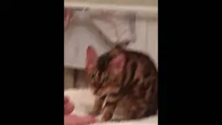 Кот нюхает ногу и сходит с ума // Funny cat reaction: cat smells feet meme