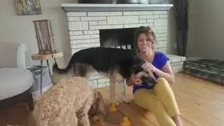 UPGRADED!!! ComfiTime Suction Cup Dog Toy