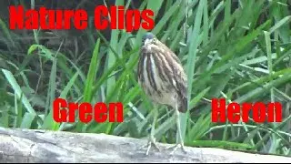 Nature Clips Green Heron Close Up Footage