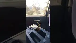 Spring traps first car ride
