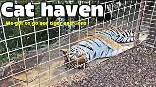 We went to cat haven and saw lions and tigers 