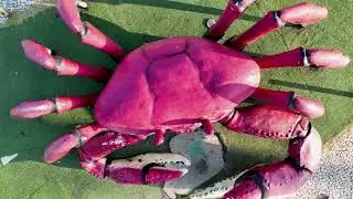 The Crab: History, Origins, and the Hidden World of a Fascinating Crustacean#animals #nature