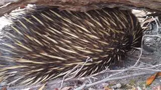 Echidna!