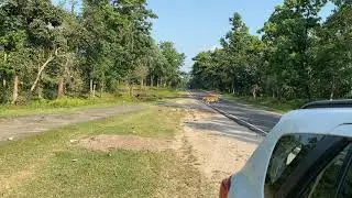 Tiger spotted at Seoni-Balaghat road NH26 #NH #tiger #nagzira #kanhanationalpark #bufferzone