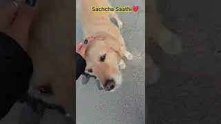 Sachcha Saathi❤️❤️.  #WafadarDog #LoyalFriend #DogLove #DesiDog #TrueLove 🐾 #bollywoodsongs