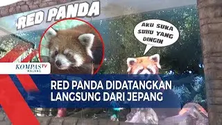 Lucu dan Gemas!! Kehadiran Red Panda dari Jepang, Penghuni Baru di Batu Secret Zoo