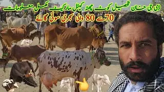 8,January mix desi sahiwali cholistani ablak print milking cow market information #at #nadirbaloch 