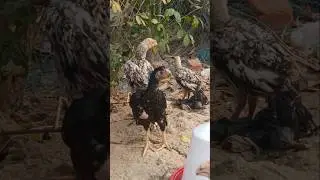 parrot beak temper tail aseel #aseellovers #shorts #viralshorts #indiaaseel #subscribe #support