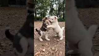 cute puppies adorable video #puppy #cute #cutedog #dog #shorts
