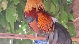 Saib qaib dib 2026 qua zoo heev 