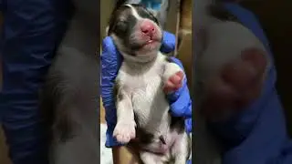 Cleaning and feeding time for the puppies! 🐾🍼 #PuppyCare#FeedingTime#CleanPups#FurMamaDuties