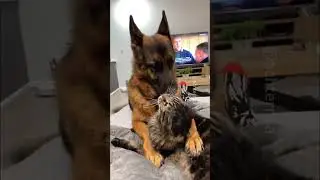 German shepherd #funny #dog #germanshepherd #funnypet