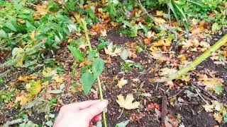 Drop plant stekken