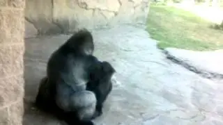 Gorillas fucking at the Pittsburgh Zoo