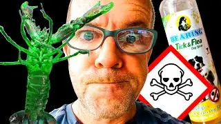 What KILLED our CRAYFISH Broodstock???