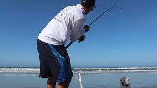 BIGGEST SURFPERCH and BIGGEST ANNOUNCEMENTS Ever on My Channel