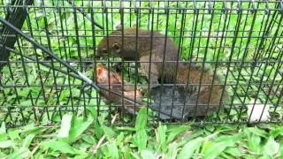 Low's Squirrel (Sundasciurus lowi)
